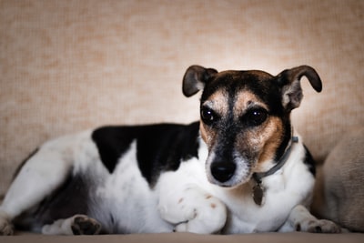 Black and white short-haired dog
